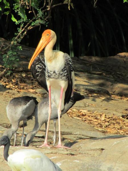 IMG_0441_Painted stork 4.JPG