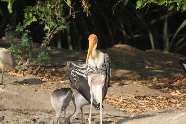 IMG_0634_Paintedstork 3.JPG