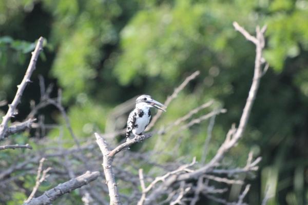 IMG_0644_Pied kingfisher 1.JPG