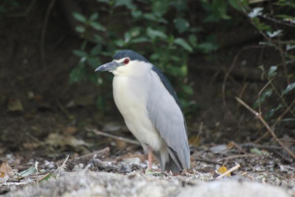 IMG_0651_Night Heron.JPG