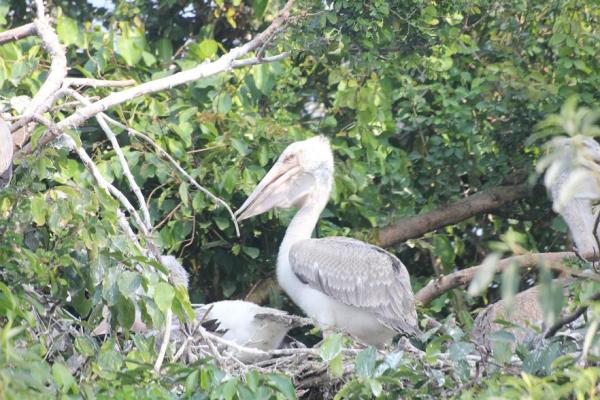 IMG_0652_Pelican.JPG