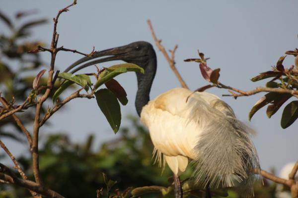 IMG_0653_White Ibis 2.JPG