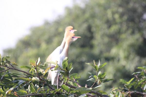 IMG_0657_Cattle egrets.JPG