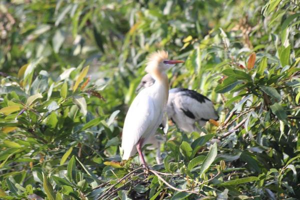 IMG_0659_Cattle egrets 2.JPG