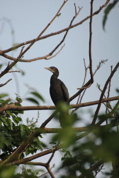 IMG_0699_Cormorant.JPG