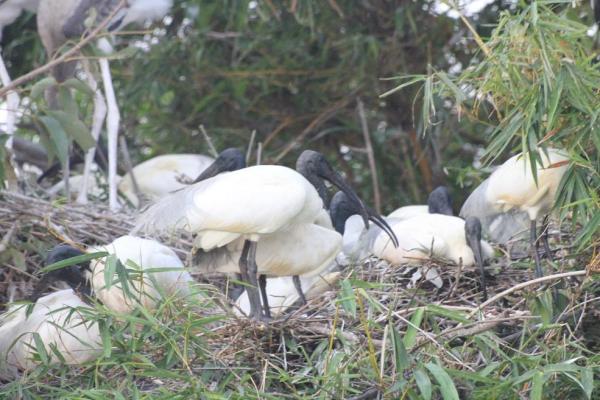 IMG_0702_White Ibis 1.JPG