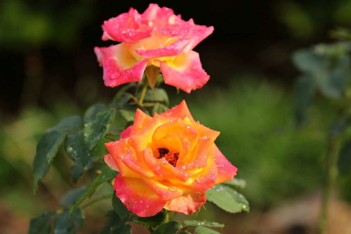 Image 27.jpg