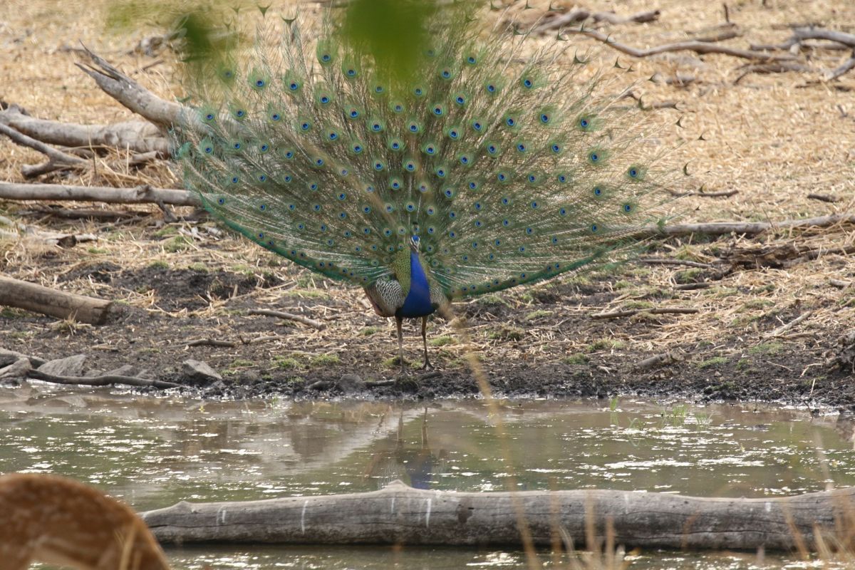 Peacock RS.jpg