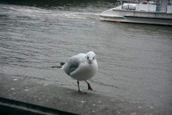 Seagull.JPG