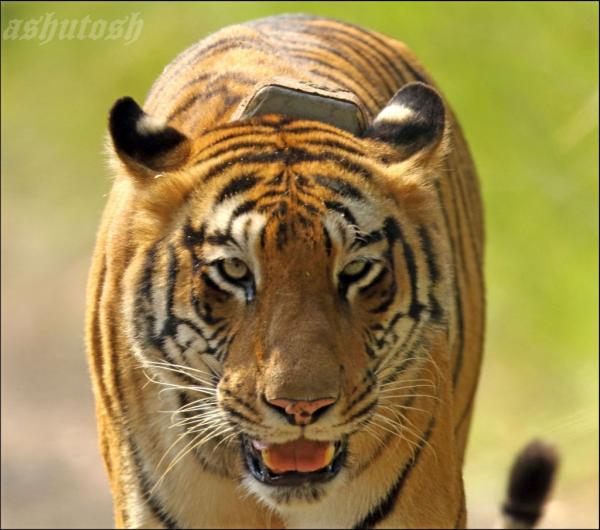 Tadoba 4_RS.jpg