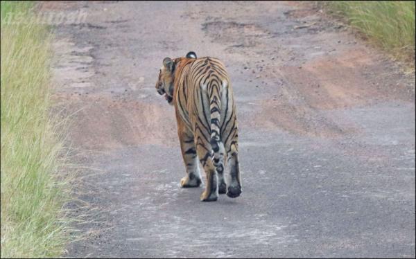 Tadoba 6_RS.jpg