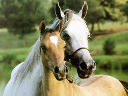 horse.jpg