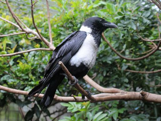 CrowWhite2.jpg