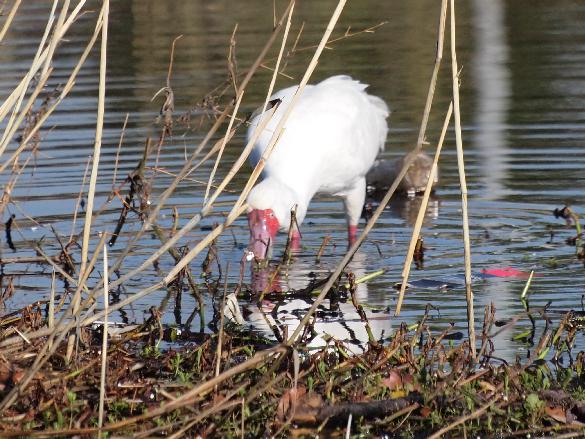 c2P4098725.JPG