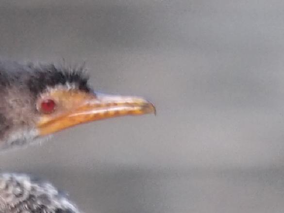 c2P4098794.JPG