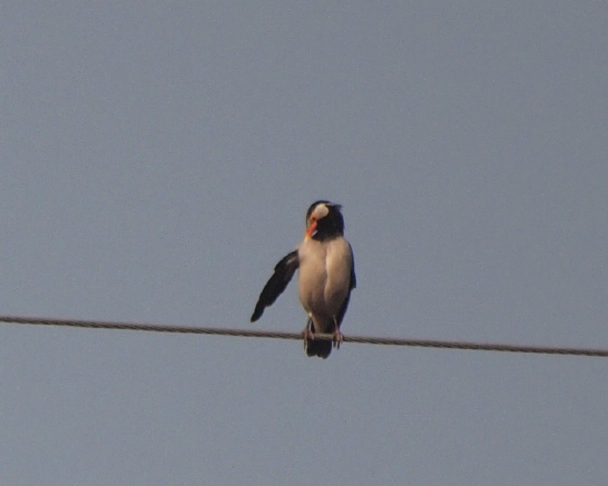cP2275933.JPG