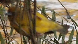 cP4159547.JPG