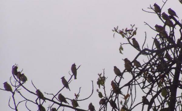 csP1010099.jpg
