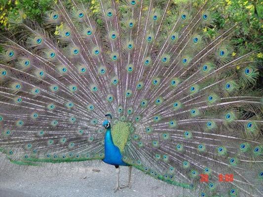 DSC01541-small size peacock.JPG