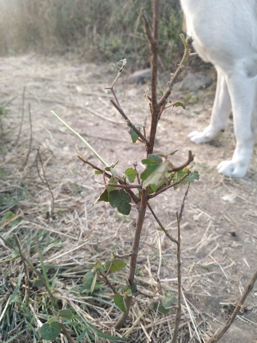 WhatsApp Image 2023-01-26 at 4.26.01 PM.jpeg