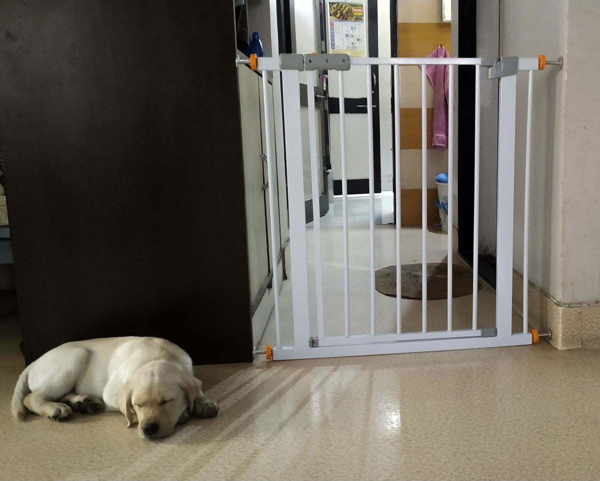 puppy gate.jpg