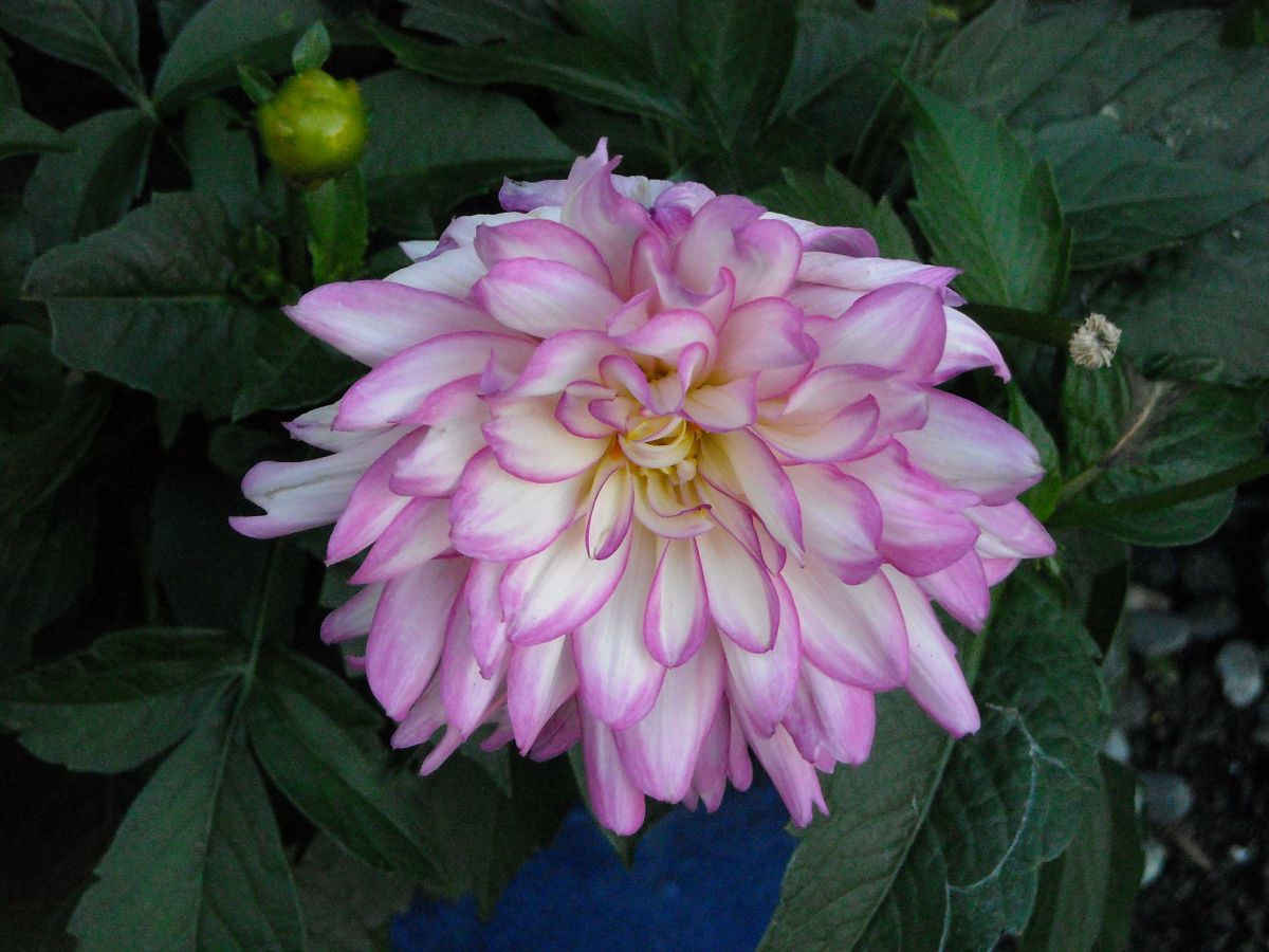 DSCN1952.JPG