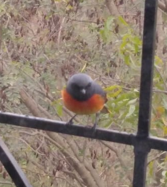 bird.png