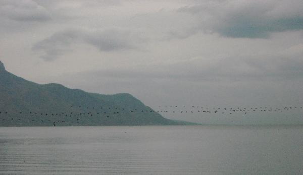 birds1.JPG