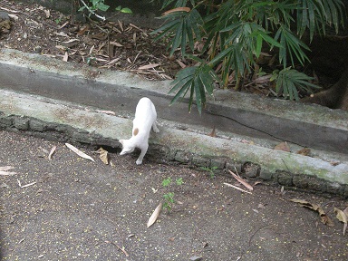 cat-snake2.JPG
