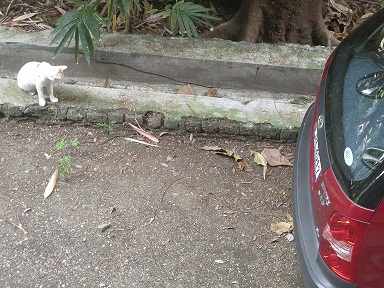 cat-snake3.JPG
