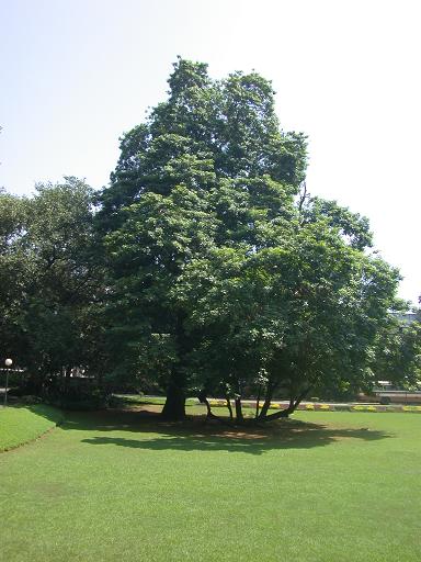 tifr tree.jpg