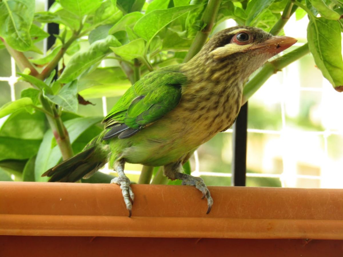 barbet_0.jpg
