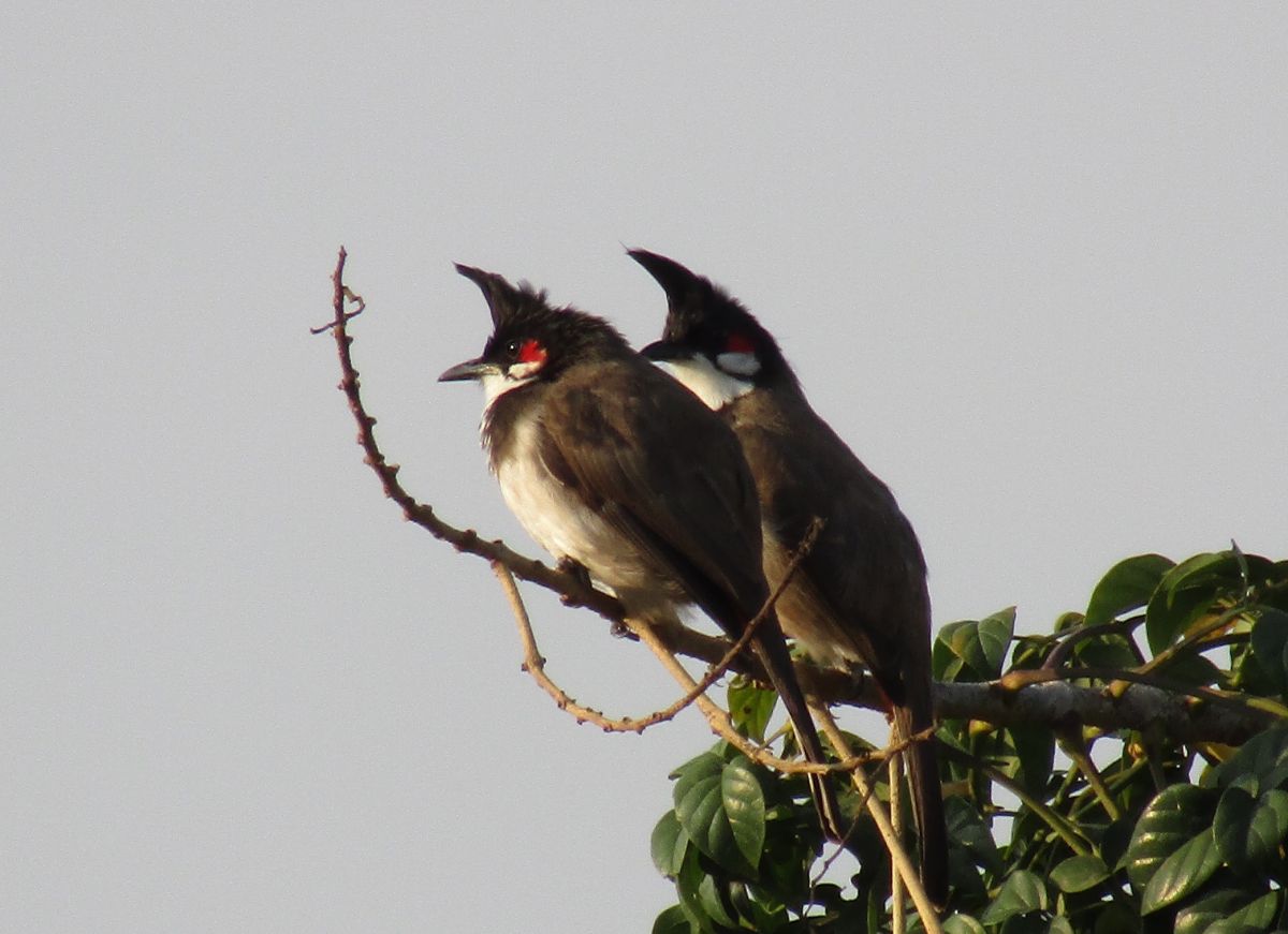 bulbul2.jpg