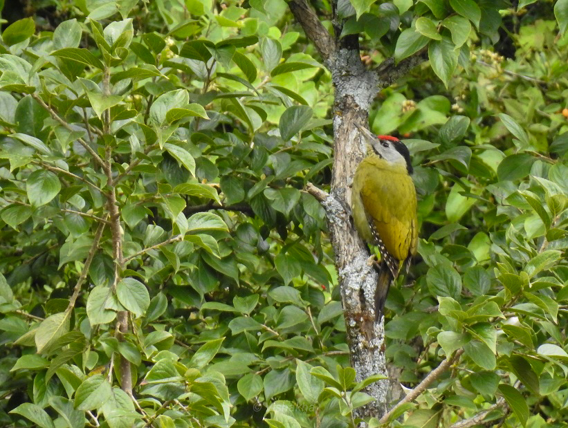 grey-headed3.jpeg