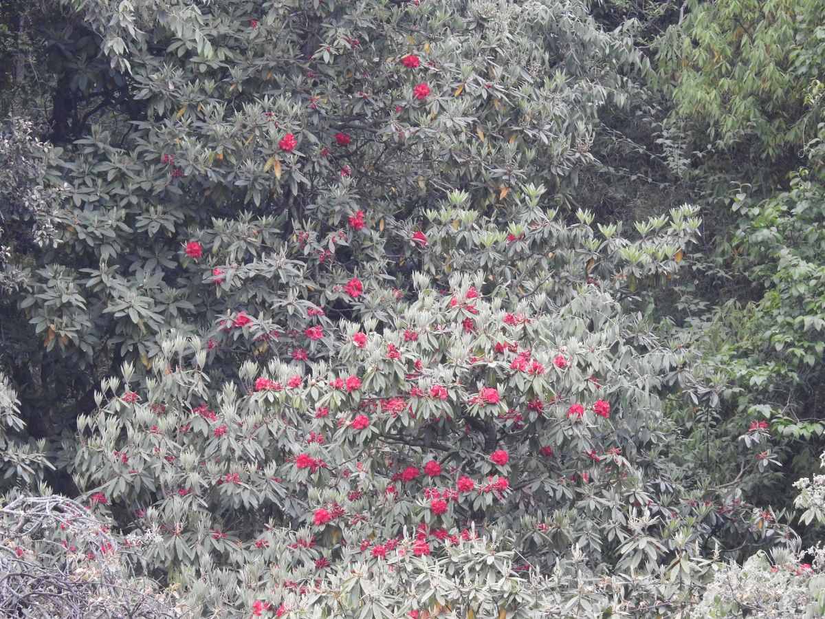 rhododendron.JPG