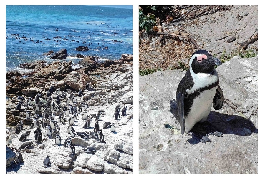 hermanus collage 1 penguins.jpg