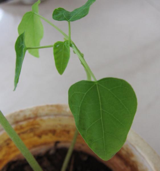 IMG_7531_leaf.jpg