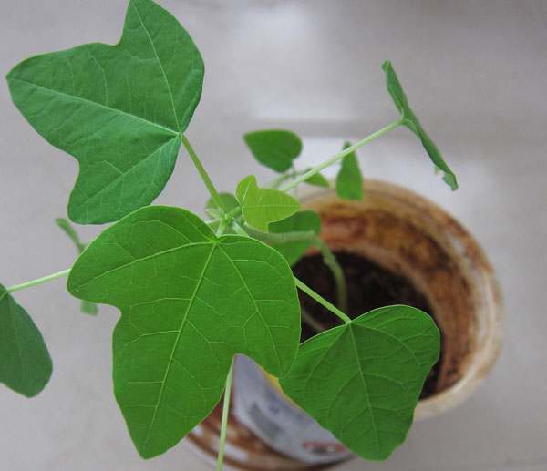 IMG_7533_leaf2.jpg
