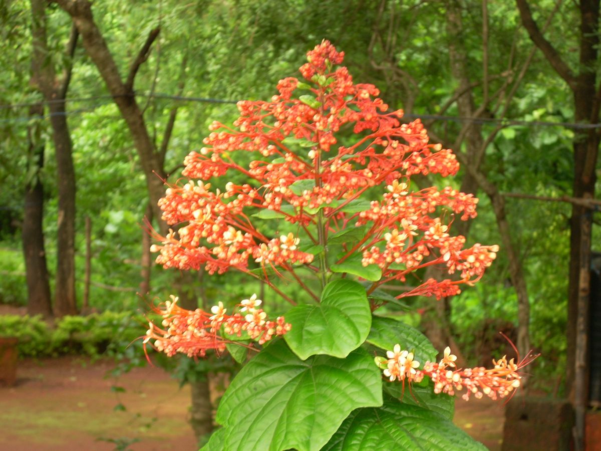 Konkan.jpg