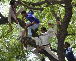 AAP volunteers on tree.jpg