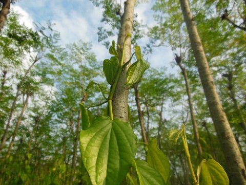 DSCN0111.JPG