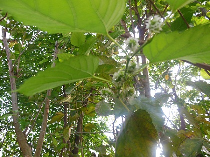 DSCN0113.JPG
