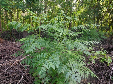 DSCN0115.JPG