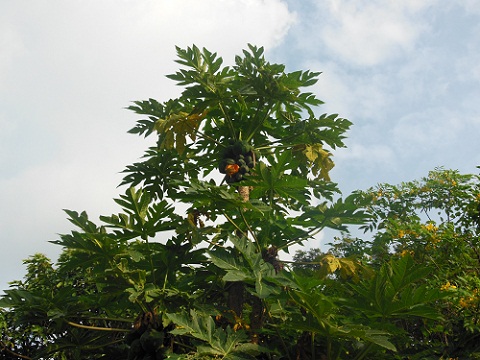 DSCN0118.JPG