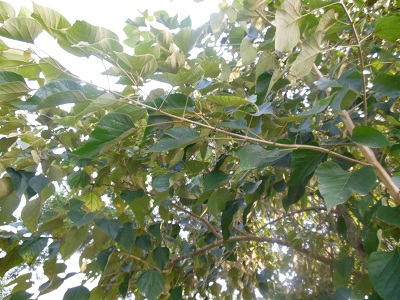 DSCN0122.JPG