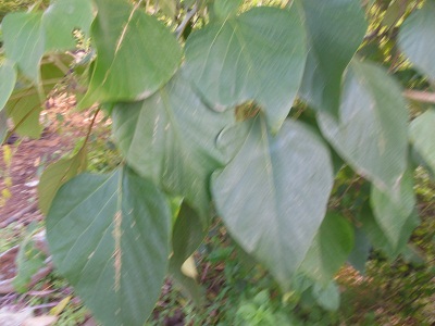 DSCN0123.JPG