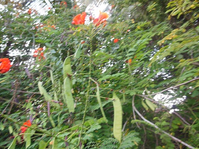 DSCN0130.JPG
