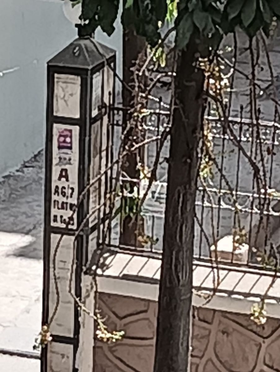 which tree2.jpeg