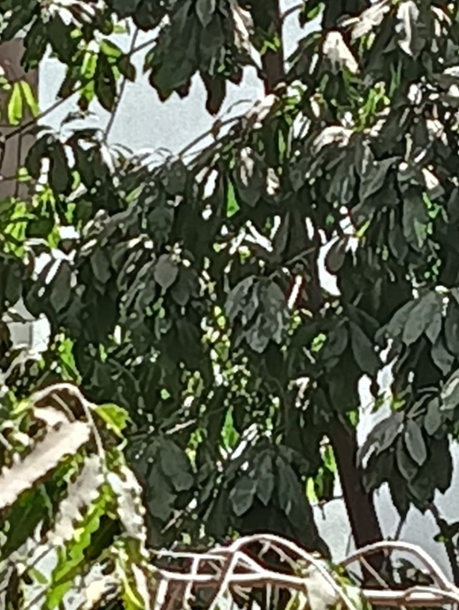 which treee1.jpeg