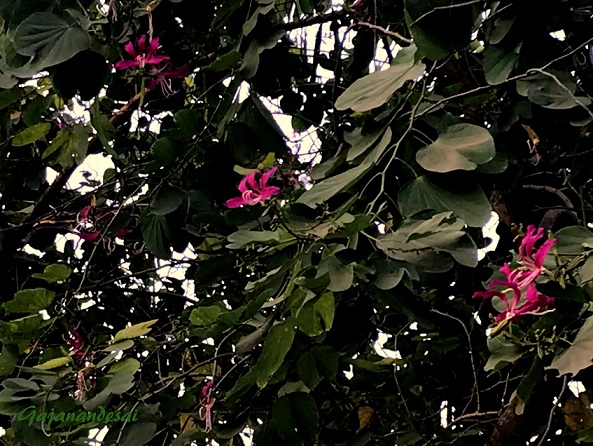 Kanchan_03.jpg